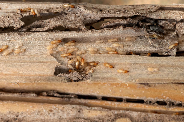 Best Termite Control Services  in Anderson, CA