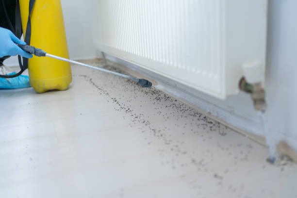 Best Affordable Pest Control Services  in Anderson, CA