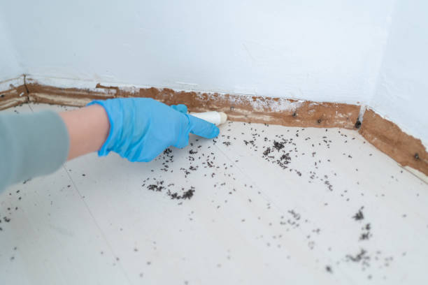 Best Flea Control Services  in Anderson, CA